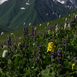 Meadow flowers, Ala Bel pass